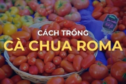 Cách trồng cà chua Roma - Kinh nghiệm làm vườn
