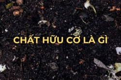 Chất hữu cơ là gì? Nó có tác dụng gì đối đất trong vườn?
