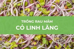 Cách trồng mầm cỏ linh lăng: Cách trồng rau mầm cỏ linh lăng