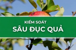 Cách kiểm soát Sâu đục quả - Loại bỏ sâu đục quả một cách tự nhiên