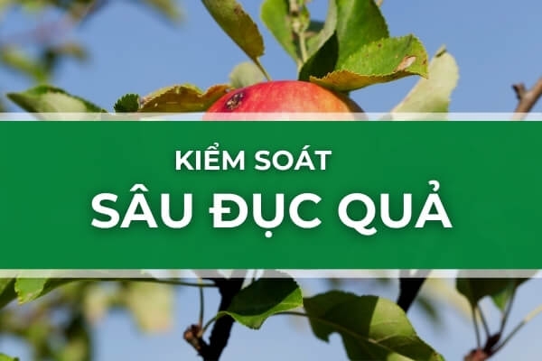 Cách kiểm soát Sâu đục quả - Loại bỏ sâu đục quả một cách tự nhiên