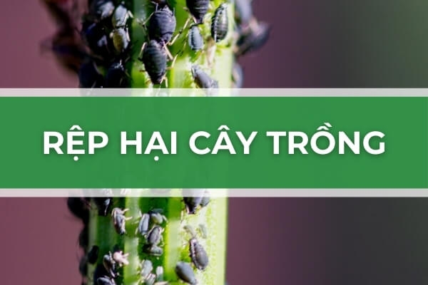 Làm thế nào để ngăn chặn Rệp hại cây trồng?