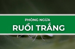 Làm thế nào để ngăn chặn Ruồi trắng trong vườn