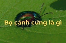 Làm thế nào để loại bỏ Bọ cánh cứng ăn Lá cây