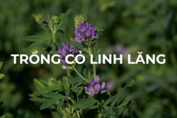 Trồng cỏ linh lăng tại nhà: Mẹo trồng và thu hoạch