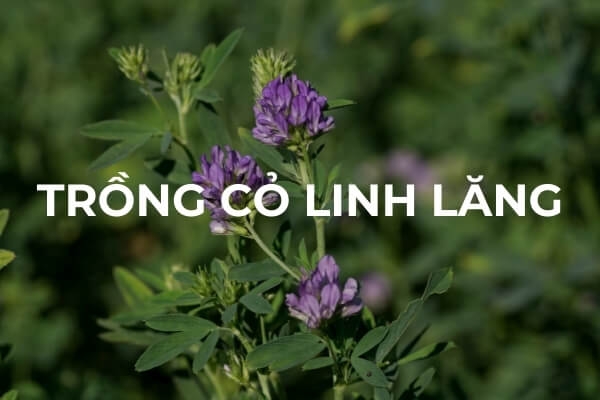 Trồng cỏ linh lăng tại nhà: Mẹo trồng và thu hoạch