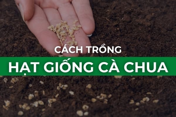 Trồng cà chua bằng hạt - Cách trồng cây cà chua từ hạt giống