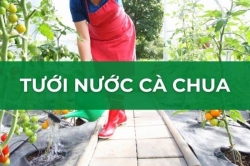 Thông tin về việc tước nước cho cây cà chua