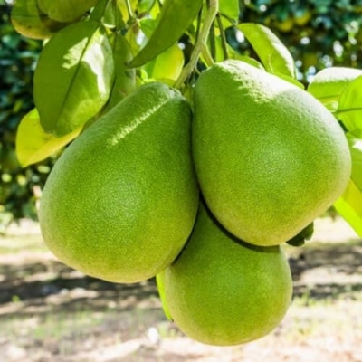 Cây giống bưởi năm roi