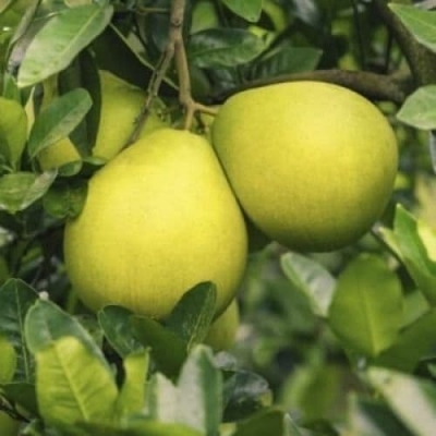 Cây giống bưởi ruột hồng