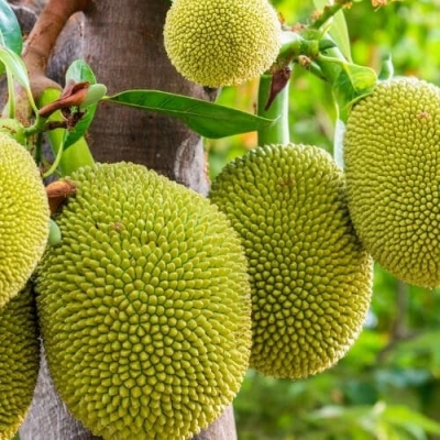 Cây giống mít mật