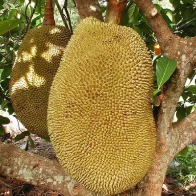 Quả mít mật chín